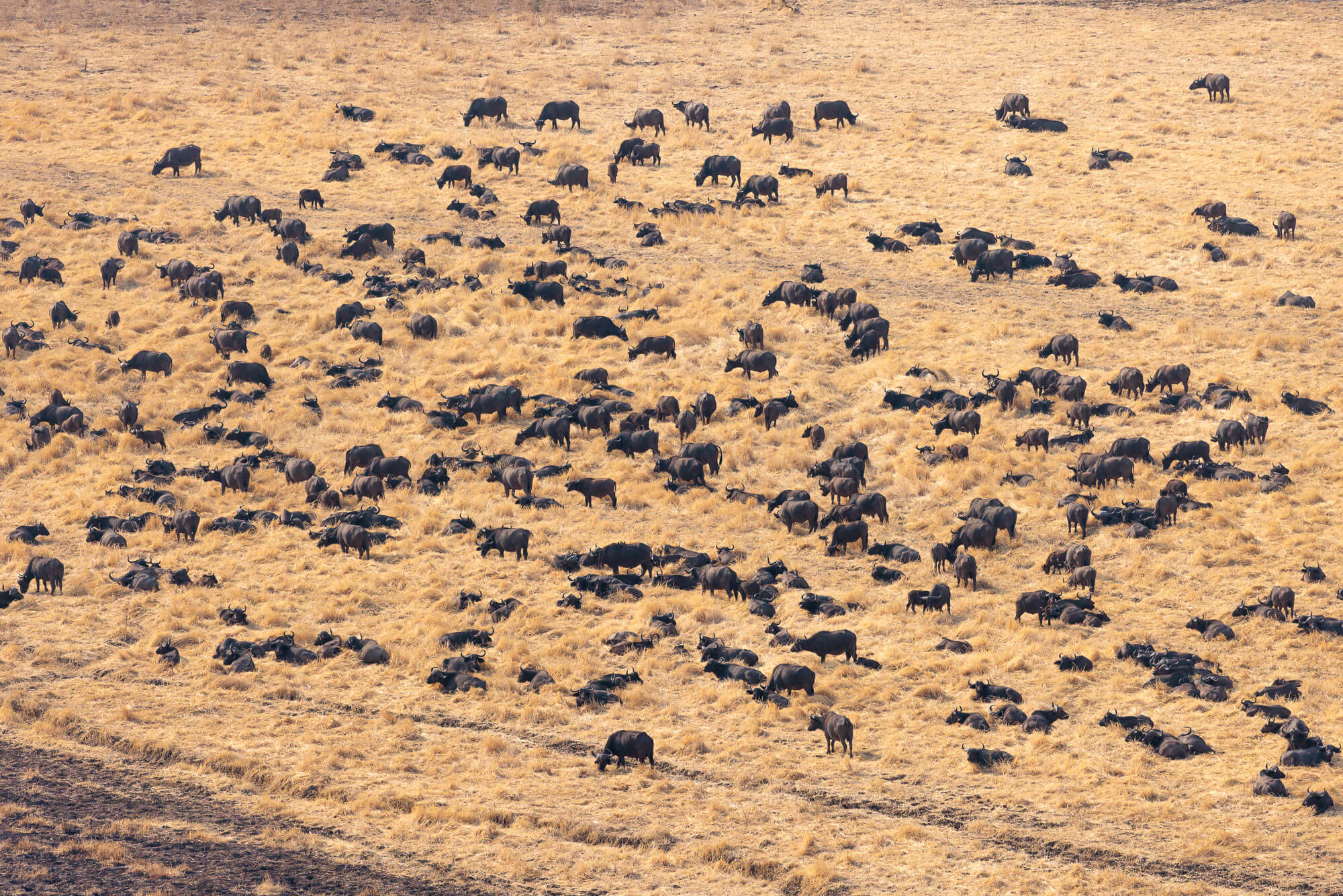 Wild dogs in the South Luangwa wilderness