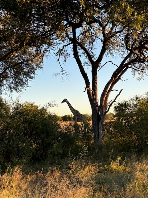 CWF rangers monitoring the Hwange buffer zone