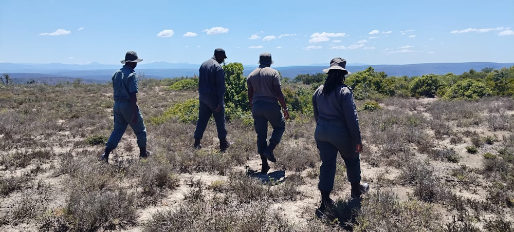 Four rangers patrolling in the dense bush of Great Fish River Nature Reserve