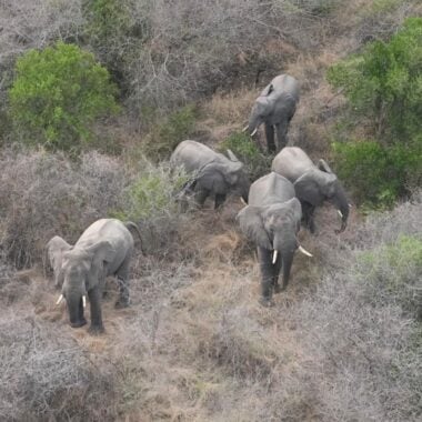 Walking the thicket line